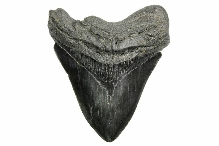 Fossil Megalodon Tooth - South Carolina #362429